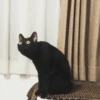 Kucing meme 14