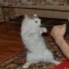 fav kucing 19