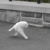 Kucing meme 15