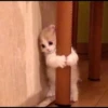 fav kucing 20