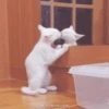 Kucing meme 16