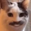 Kucing meme 17