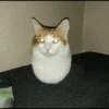Kucing meme 18