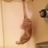 Kucing meme 19