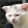 Kucing meme 20