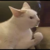 fav kucing 21