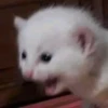 fav kucing 22