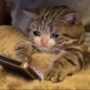 fav kucing 23