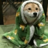 Dog , By 23