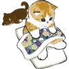 Kittens mofu_sand 2 22