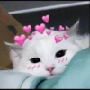 fav kucing 25