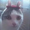 Kucing meme 22