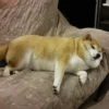 Dog , By 24