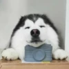 Dog , By 25