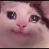 Kucing meme 23