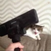 Kucing meme 25