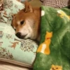 Dog , By 26