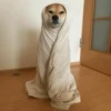 Dog , By 28
