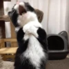 Kucing meme 26