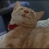 fav kucing 27