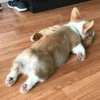 Dog , By 29