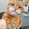 Kucing meme 28