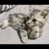 fav kucing 28
