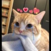 fav kucing 29