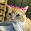 Kucing meme 29