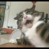 fav kucing 30