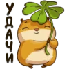 hamster_senia 29