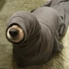 Dog , By 30