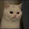 Kucing meme 30
