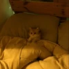Cute cats 5