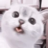 kittens 5