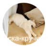 kisssyunya 5