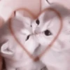 kittens 6