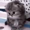 kittens 7