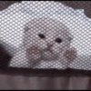 kittens 8