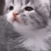 kittens 9
