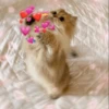 Cute cats 6