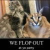 Big Floppa 7