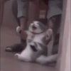 kittens 10