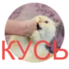 kisssyunya 7