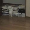 Cute cats 7