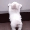 kittens 11
