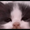 kittens 12