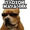 dogsone 5