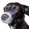 dogsone 6