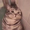 Cute cats 9